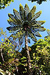 Black Fern photo