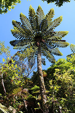 Black Tree Fern photo