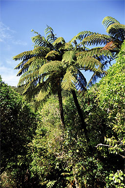 Black Ferns photo