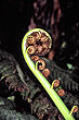 Fern Frond photo