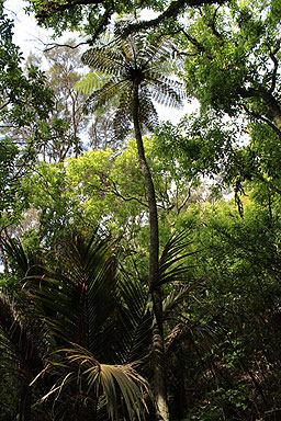 Black Fern photo