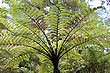 Tree Fern photo