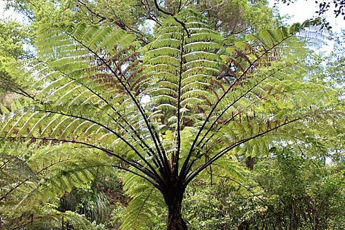 Tree Fern photo