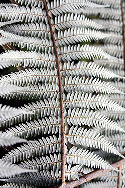 Silver Fern photo