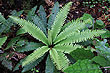 Ground Fern photo