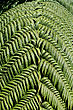 Giant Fern Branch photo