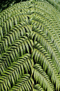 Giant Fern Branch