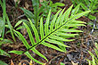 New Zealand Fern photos