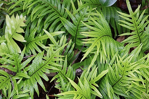 Hound's Tongue Fern photo