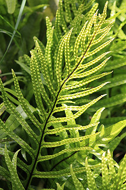 Hound's Tongue Fern photo