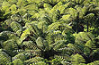 Fern Forest photo