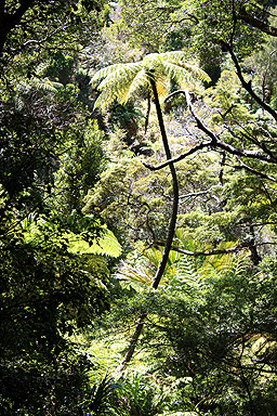 Black Fern photo