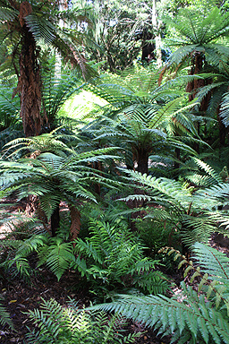 Tree Ferns photo