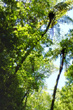 New Zealand Fern Trees photo