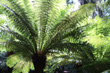 Fern Fronds photo