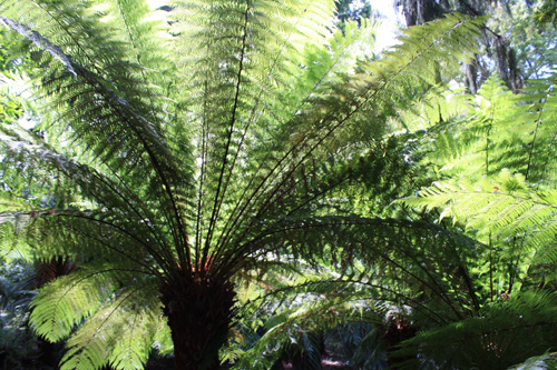 Fern Frond Cover photo
