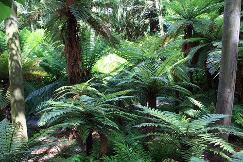 Young Fern Trees photo