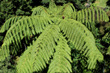 Fern Crown photo