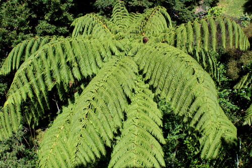 Fern Crown photo