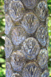 Fern Trunk photo