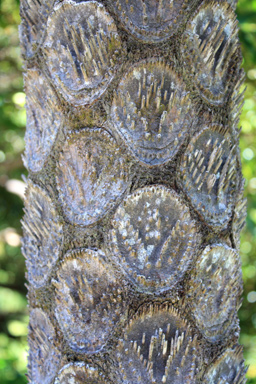 Close Up View of Fern Trunk photo