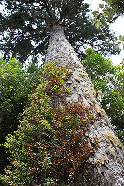 Kahikatea Trunk photo