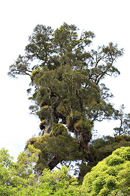 Kahikatea photo