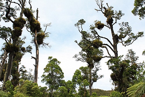 Kahikatea Canopy photo