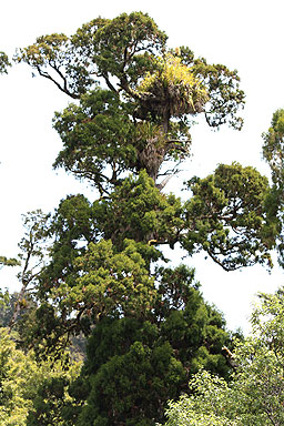 Kahikatea photo