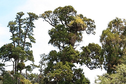 Kahikatea Canopy photo