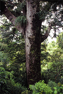 Giant Kauri photo