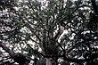 Kauri Canopy photo