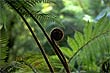 Fern Frond photo