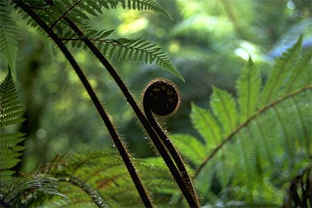 Fern Frond photo