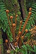Fern Fronds photo