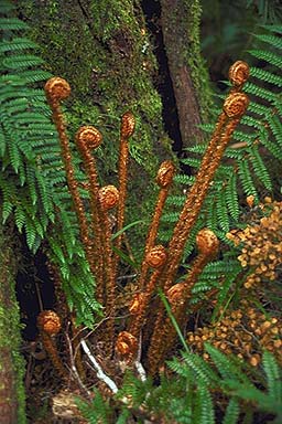 Fern Fronds photo