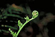 Fern Frond photo