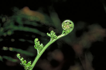 Fern Frond photo