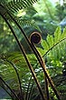 Fern Frond photo
