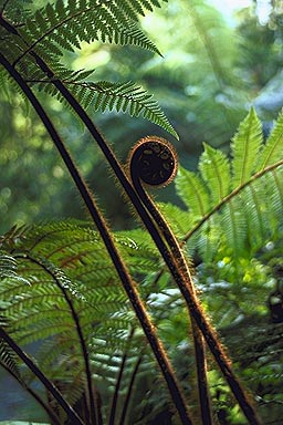 Koru photo