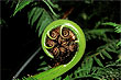 Koru photos