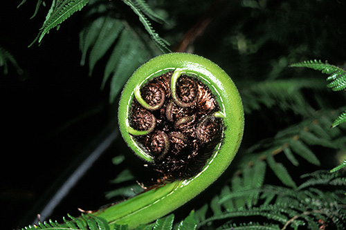 Koru photo