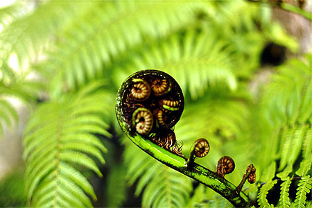 Fern Frond photo