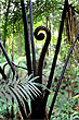 Fern Frond photo