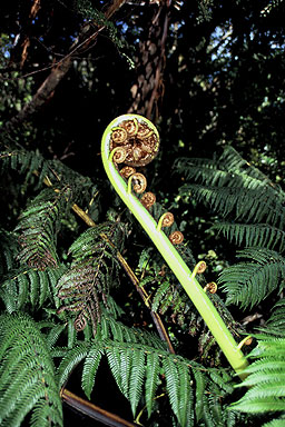 Fern Frond photo