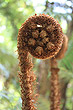 Fern Frond photo