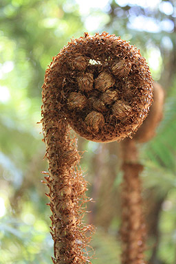Fern Frond photo