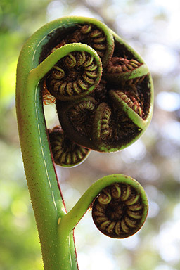 Fern Frond photo