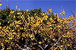 Kowhai photo