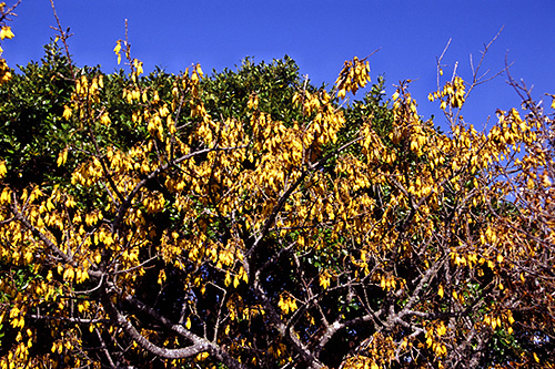 Kowhai Tree photo